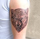 angry wolf