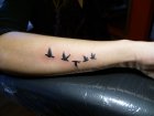 birds