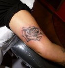 white rose