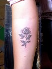 mini rose