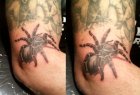 spider