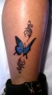 motyl