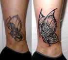 motyl cover