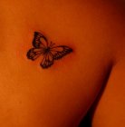 motyl