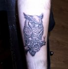 owl