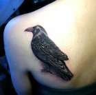 raven