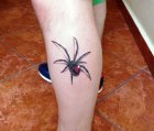 spider