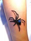 spider
