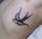 swallow