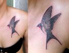 swallow