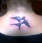 swallow